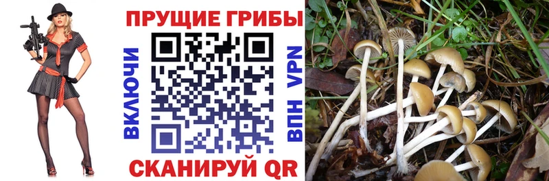 Галлюциногенные грибы Magic Shrooms  Новоалександровск 